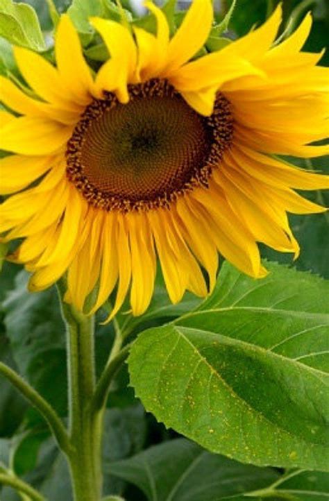 Heirloom Mammoth Russian Sunflower Flower Seed Garden Organic Etsy