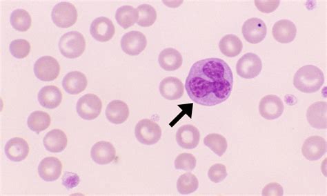 Monocytes Cells And Smears