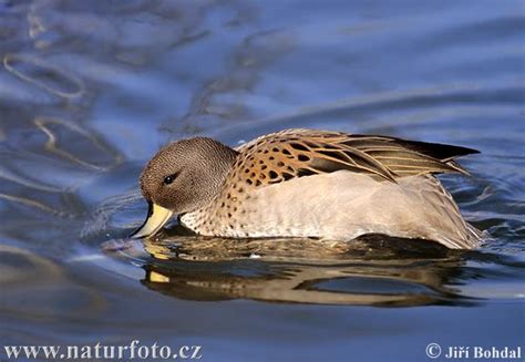Anas Flavirostris Pictures Speckled Teal Images Nature Wildlife