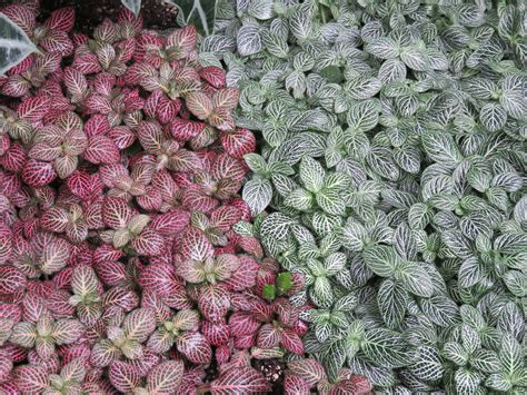 Fittonia Care 4 Easy Tips For Growing This Beautiful Plant The