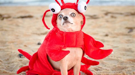 Funny Dog Eye Expressions Beach Sand Red Cloth Hd Funny Dog Wallpapers