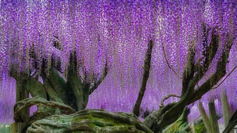 Japans Purple Paradise Bing Wallpaper