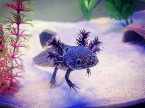 Pet Axolotl Blue Anna Blog