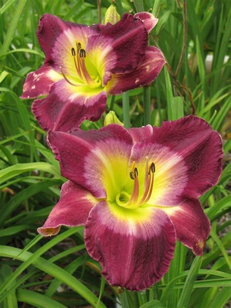 Photo Of The Bloom Of Daylily Hemerocallis Another Night Posted By