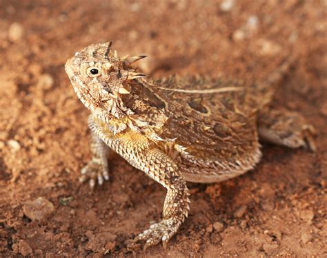 New Texas Horned Lizards — City Of Albuquerque