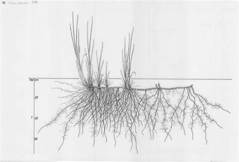 Tree Root System Drawings Root System Tree Roots Acorus