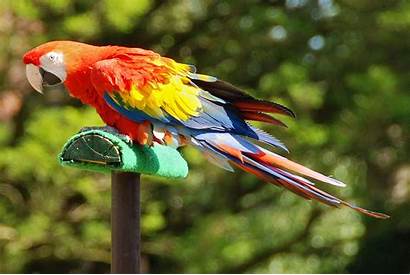 Birds Parrot Wallpapers Exotic Animals Rare Kasuku