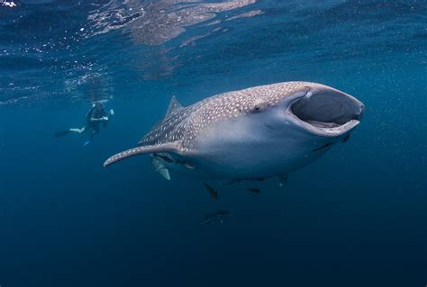 Oslob Cebu Whale Shark Watching Travel Guide