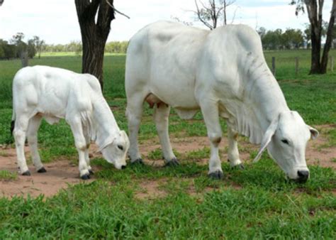 The improvement of the native stock is thought to of begun around 1750 when it was crossed with other breeds such as the teeswater cattle and channel islands cattle. Brahman The Brahman breed originated from Bos indicus ...