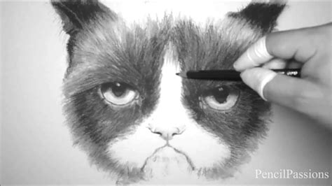 Original Grumpy Cat Tribute Youtube