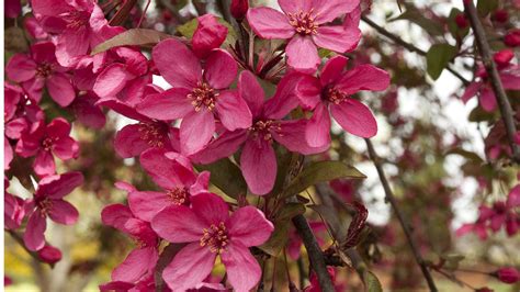 Make sure the area where you live is in a plant hardiness zone listed for the tree. Flowering Tree Zone 5 | Tyres2c