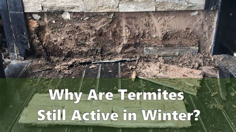 Why Termites Are Still Active During Winter How To Get Rid Of Termites