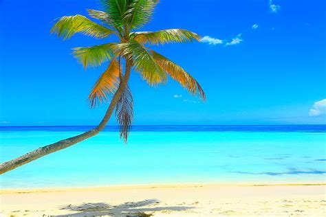 50 Sunny Idyllic Caribbean Lonely Palm Tree Turquoise Beach Sunrise