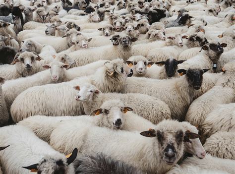 Herd Of White Sheeps Photo Free Sheep Image On Unsplash