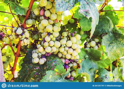 Ripe Riesling Grapes At Vineyard White Wine Grapes Riesling Is An