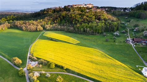 Aerial View Of The Yellow Flower Fields In The Canton Of Zurich During