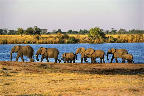 Chobe National Park Botswana Get The Detail Of Chobe National Park