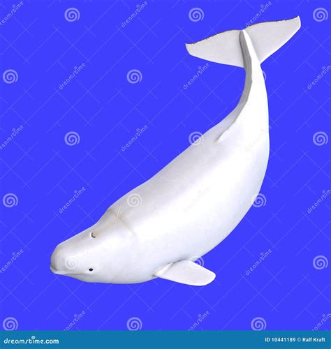 Whitle Female Beluga Whale Stock Illustration Illustration Of Bathe