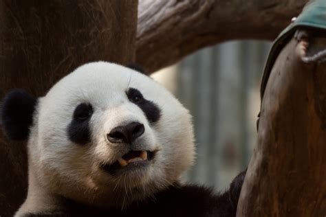 Giant Panda San Diego Zoo David Wang Flickr