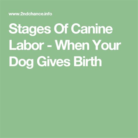Stages Of Canine Labor When Your Dog Gives Birth Puppies Tips Dogs