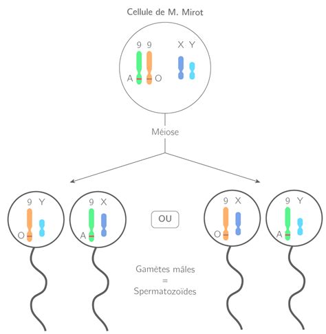 La Diversité Génétique Des Individus 3e Cours Svt Kartable