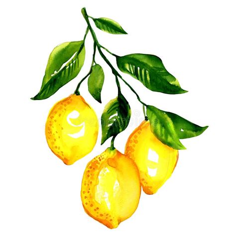 Branche Des Citrons Avec Des Feuilles Disolement Illustration Stock