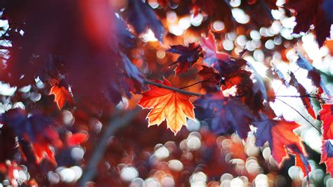 Colorful Fall Leaves Trees With Sunbeam In Blur Background 4k Hd Nature