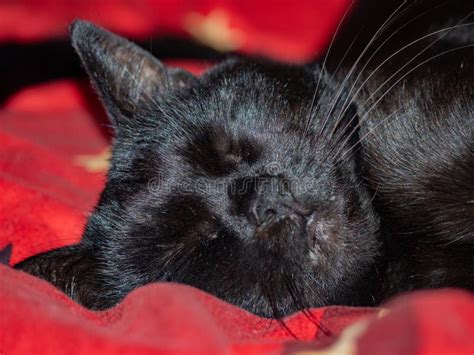 Sleeping Black Cat On Red Cloth Stock Photo Image Of Inside Indoor