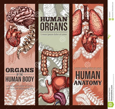Human Organs Vector Sketch Anatomy Poster Stock Vector Illustration