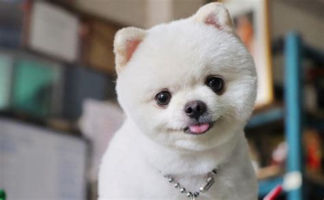 10 Razas De Perros Pequeños Y Peludos Blancos Más Populares