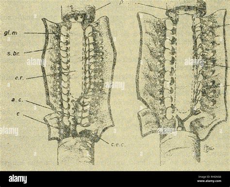 Corazon Y Anatomia Hi Res Stock Photography And Images Alamy