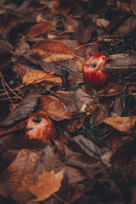 Apples Leaves Grass Autumn Harvest Hd Phone Wallpaper Peakpx