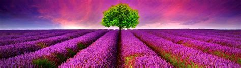 Meadow Of Purple Flowers Wallpapers Wallpaper Cave