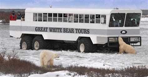 Churchill Polar Bear Tours Natural Habitat Adventures Churchill