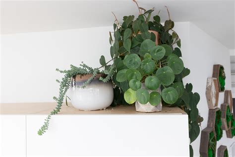 How To Keep House Plants Alive And Thriving — Veronica With Love