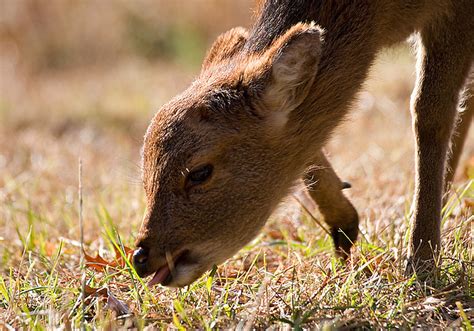 Sika Deer Young Sika Deer Grazing Chincoteague National W Flickr