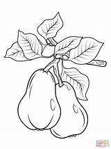 Pears Peras Pere Frutas Ausmalbilder Birne Bordados Riscos Ausmalen Cranberry Tallar Ramo Bordado Zeichnen sketch template