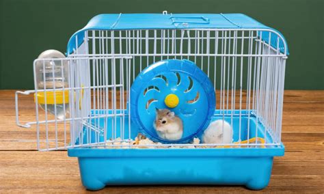 Roborovski Dwarf Hamster Pet Care Guide Lifespan Cost And Important
