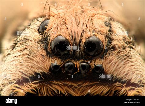 Tarantula Spider Eyes