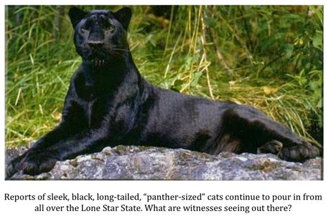 The last encounter with a jaguar in south texas was in. Texas Cryptid Hunter: August 2014