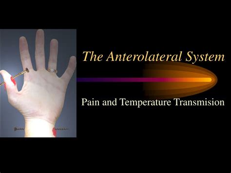 Ppt The Anterolateral System Powerpoint Presentation Free Download