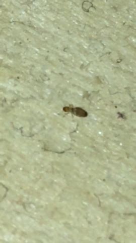 Minikäfer (käfer, ungeziefer, schlafzimmer) was sind das für ungeziefer in meinem schlafzimmer? Was sind das für Käfer in meinem Bett? (Schädlinge ...
