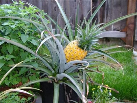 39 Brilliant Pot Fruit Plants For Small Backyard Grow