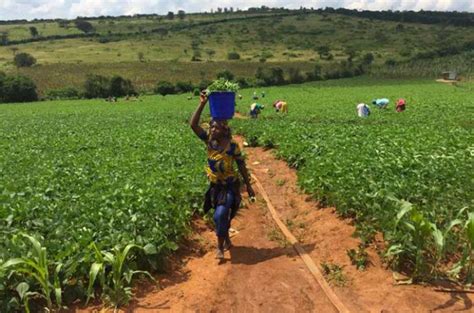 SÉnÉgal Agriculture Lancement De La Deuxi Abourse