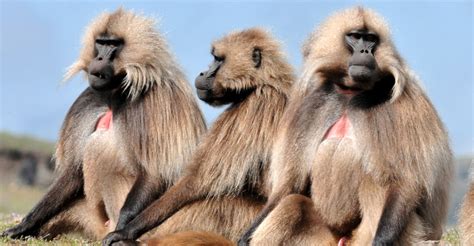 Natural Habitat Adventures Africa Wild Ethiopia The Roof Of Africa