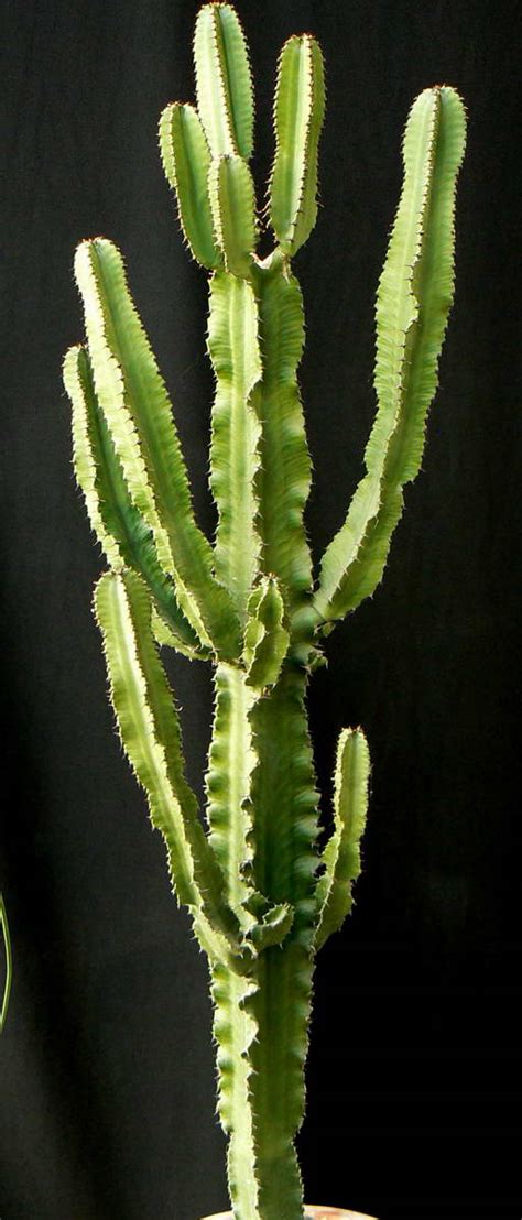 Au Cactus Francophone Euphorbia Ingens