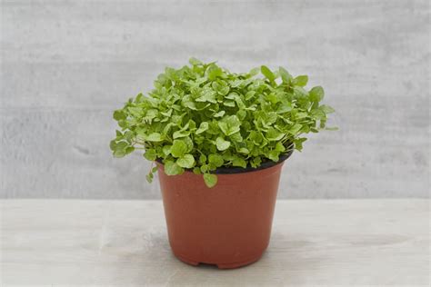 Microgreens Pocket Herbs