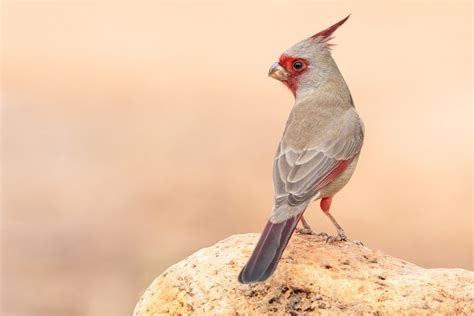 Pyrrhuloxia Bird Photography Photography Photos Animals