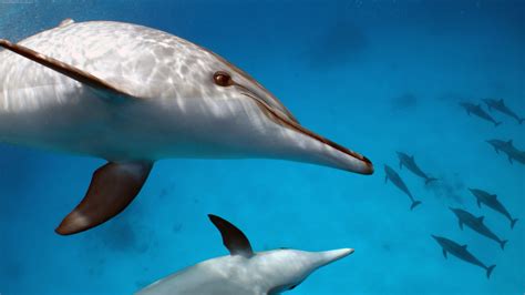 Water Animals Mammals Dolphin Wallpapers Hd Desktop And Mobile