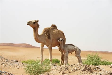 Four Surprising Health Benefits Of Camel Milk Erin Palinski Wade